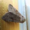 Orthosia incerta - jarnice březnová