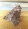 Orthosia incerta - jarnice březnová