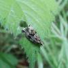 Syricoris lacunana - obaleč jahodníkový