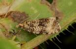 Syricoris lacunana - obaleč jahodníkový