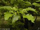Acer tataricum - javor tatarský
