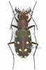Calomera littoralis