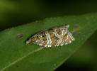 Syricoris rivulana - obaleč luční