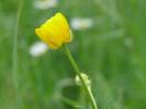 Ranunculus polyanthemos - pryskyřník mnohokvětý
