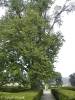 Corylus colurna - líska turecká
