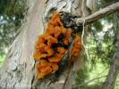 Gymnosporangium sabinae - obnaženka hrušňová