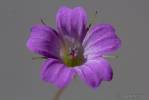 Geranium columbinum - kakost holubičí
