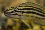 Julidochromis regani - cichlidka Reganova