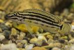 Julidochromis regani - cichlidka Reganova