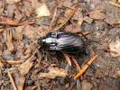 Abax ovalis