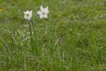 Narcissus poëticus subsp. poëticus