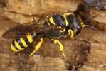 Ectemnius cephalotes