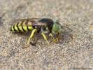 Bembix flavescens