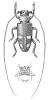 Bangalaia fulvosignata