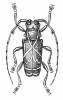 Acridoschema ligatum ligatum