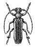 Mystrocnemis flavovittata