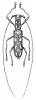 Olenecamptus hofmanni