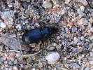 Pterostichus aethiops