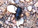 Pterostichus aethiops