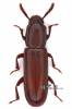 Corticeus unicolor - kůrař maďalový