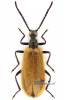 Lagria atripes