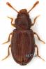 Myrmechixenus picinus