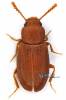 Myrmechixenus vaporariorum