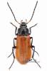 Omophlus flavipennis