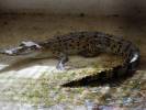 Crocodylus porosus - krokodýl mořský
