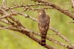 Accipiter minullus