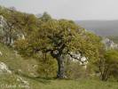 Quercus pubescens - dub pýřitý
