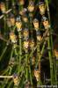 Equisetum scirpoides - přeslička skřípinovitá