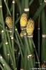 Equisetum laevigatum
