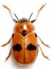 Aspidolopha melanophthalma
