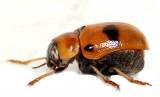 Aspidolopha melanophthalma