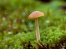 Galerina graminea - čepičatka travní