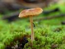 Galerina graminea - čepičatka travní
