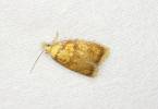 Acleris bergmanniana - obaleč šípkový