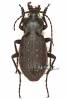Carabus hortensis - střevlík zahradní