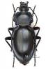Carabus glabratus - střevlík hladký