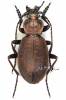Carabus sylvestris - střevlík lesní