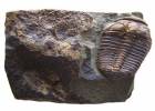 Mikaparia milena