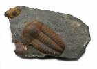 Ellipsocephalus hoffi