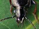 Pterostichus oblongopunctatus
