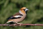 Coccothraustes coccothraustes coccothraustes - dlask tlustozobý evropský