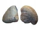 Rhynchostreon suborbiculatum