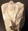 Odontochile hausmanni