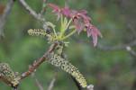 Juglans regia - ořešák královský