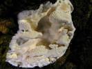 Postia fragilis