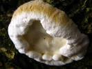 Postia fragilis